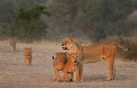 African Wildlife
