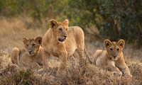 Nature & Wildlife