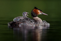 UK Wildlife
